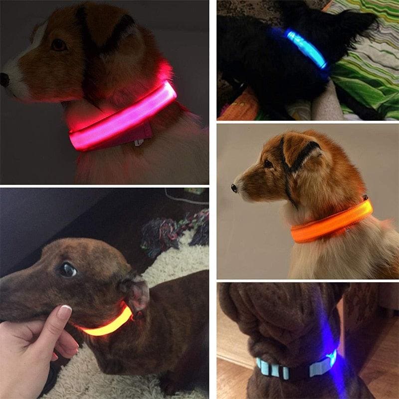 LED Dog Collar - Wowza Toko